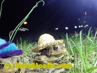 /home//u458753944/public_html/sourcegallery///////////////////////Roxborough Toad Detour/2013-2019/2017/P4030686.JPG